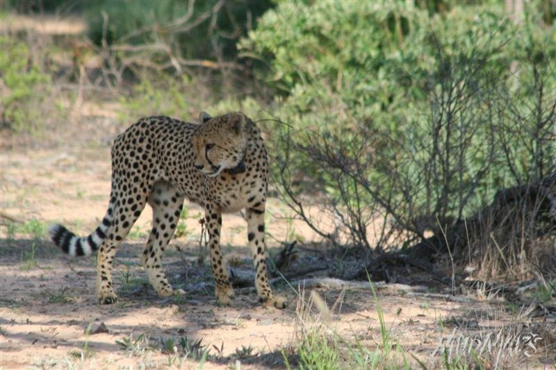 Mud Maps Africa Entabeni 8489